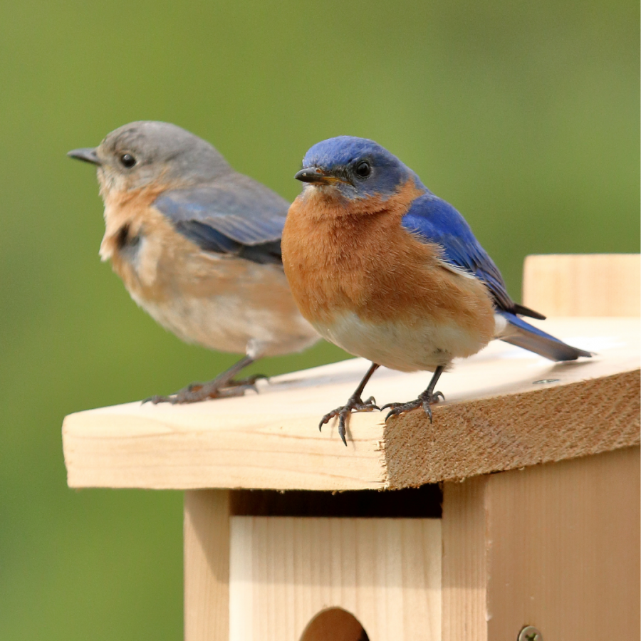Two bluebirds sitting on a birdhouse